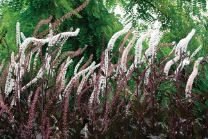 Actaea 'Black Negligee' 